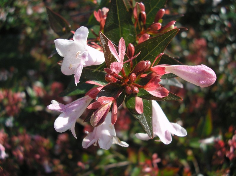 Абелия - Abelia floribunda