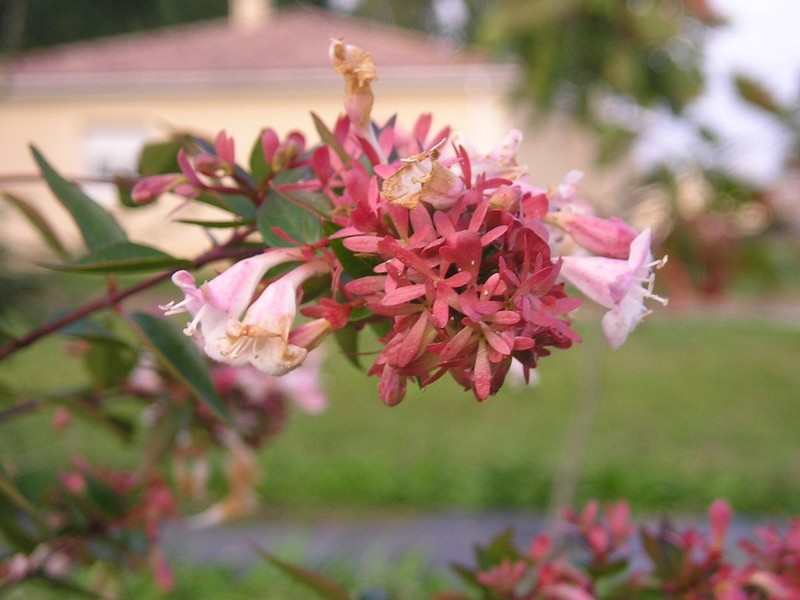 Абелия - Abelia floribunda