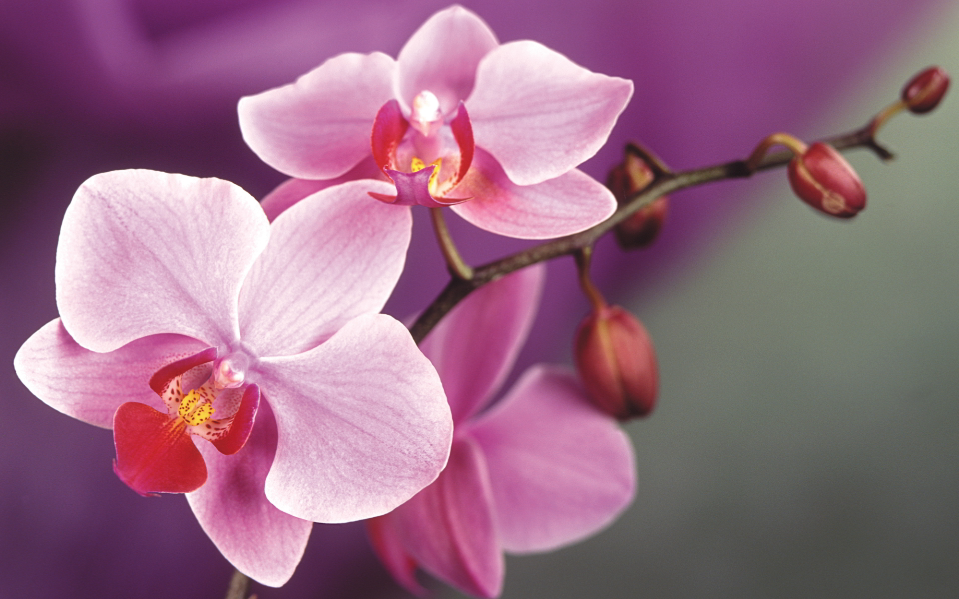 orchids-macro.jpg