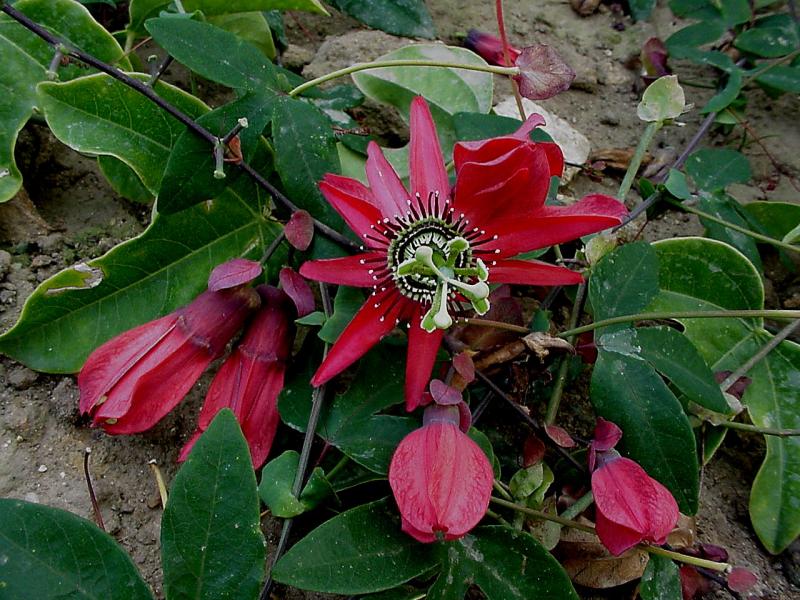  Passiflora