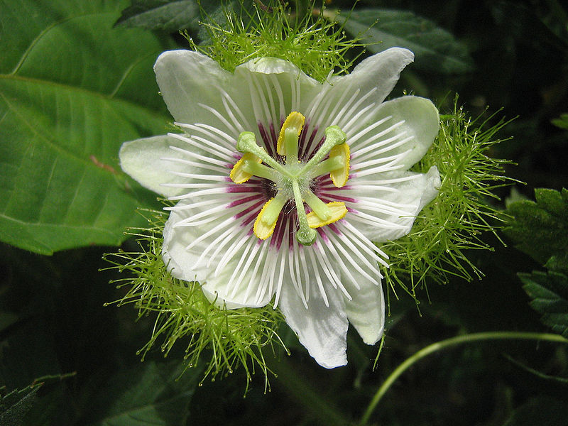 Пасифлора - Passiflora