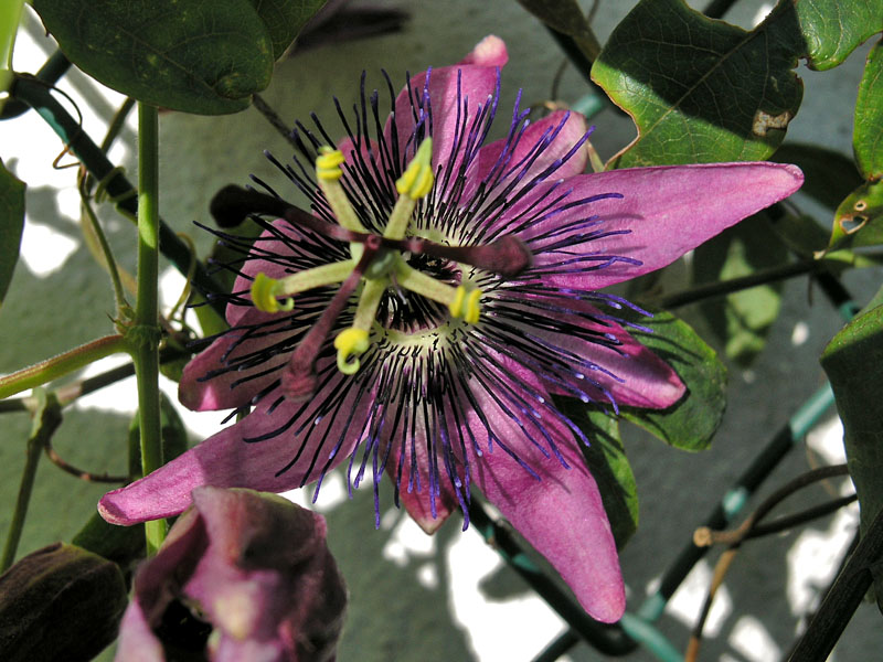 Пасифлора - Passiflora