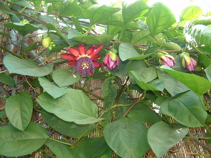  Passiflora